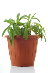 Obraz premium pot with sage isolated on white