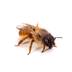 Bienen-Makro