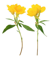 yellow flowers on the white background