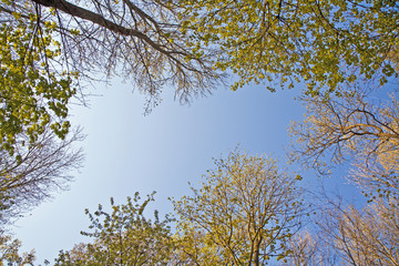 crown of tree with colorful leaves