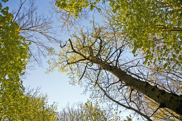 crown of tree with colorful leaves