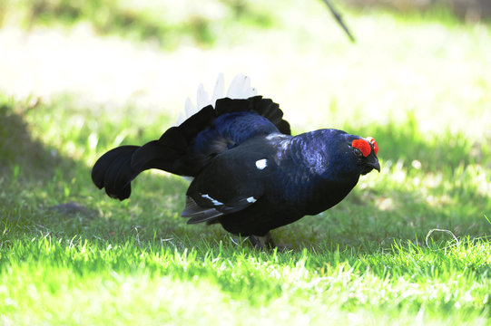 Balzender Birkhahn