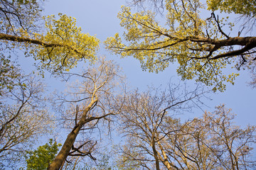 crown of tree with colorful leaves