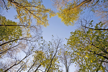 crown of tree with colorful leaves