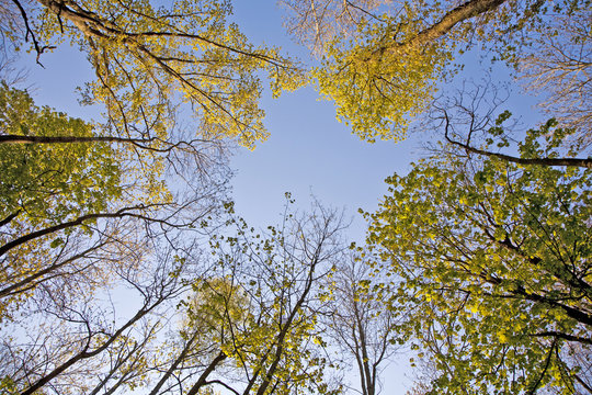 crown of tree with colorful leaves