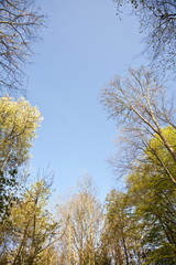 Fototapeta premium crown of tree with colorful leaves