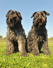 bouviers des Flandres