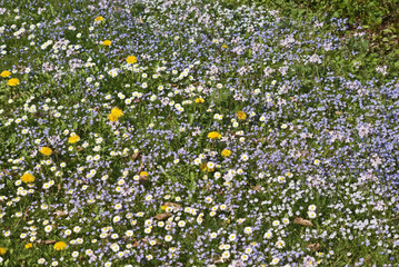 Blumenwiese