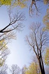 Obraz premium crown of tree with colorful leaves