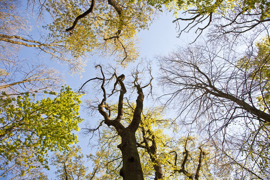 crown of tree with colorful leaves