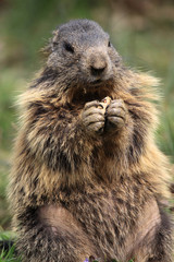 Marmot