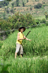 asian farmer at rice field