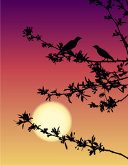 Nightingales at sunset
