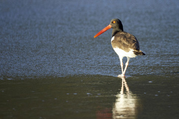 Austernfischer