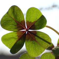 cloverleafs  -  trifolium