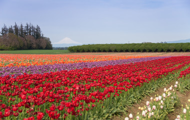 Fototapeta na wymiar Mountain Valley Tulip Field