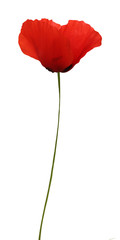 Coquelicot © Phil_Good