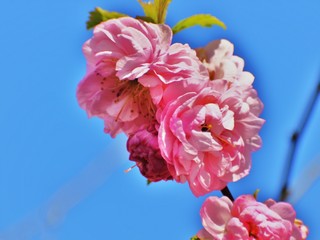 Almond blossom