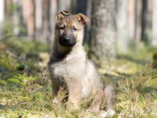 sheepdogs puppy alone in the forest