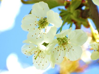 cherry tree blossoms