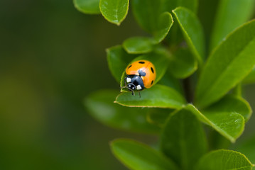 Fototapeta premium ledybird on the plant