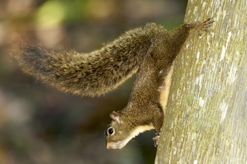 Eichhörnchen