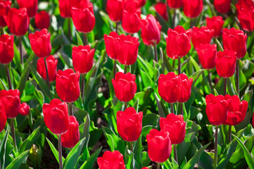Red tulips