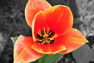 Fototapeta na wymiar Red tulip