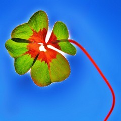 cloverleaf  in sunlight