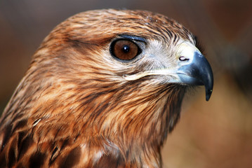 falcon