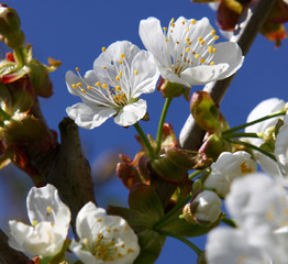 kirschbaumblüten,frühling