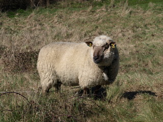 Obraz premium mouton