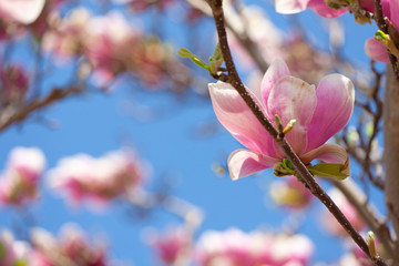 Magnolia blossom