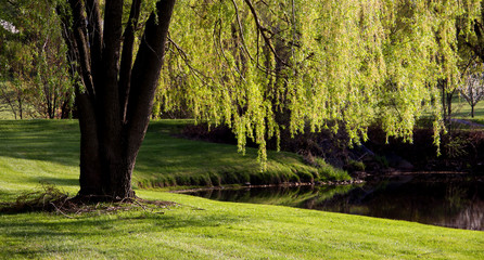 Willow tree by the small pond on spring morning