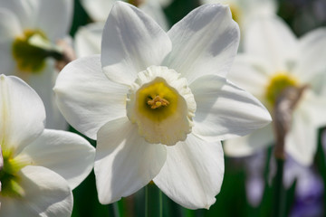 Obraz na płótnie Canvas White daffodils