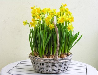 Narzissen-Korb