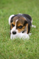 Sweet Beagle