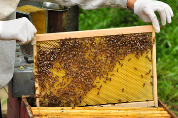 estrarre telaio api 2