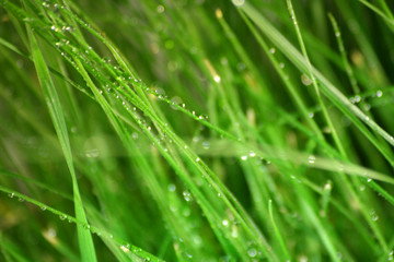 Fototapeta na wymiar łąka po deszczu