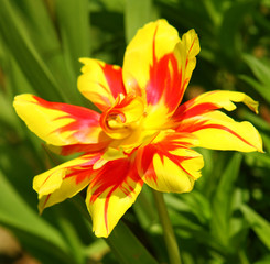 papagei-tulpe