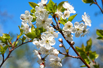 Blossom apple tree