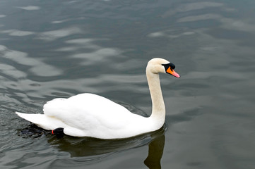 swan on the pond