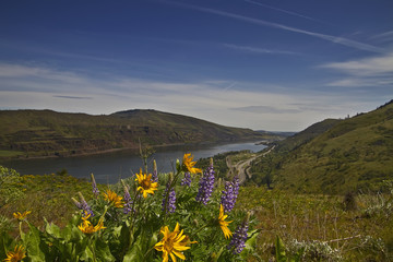 Wildflowers in Columbia River Gorge 3