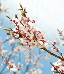 Blossoming branches of a tree