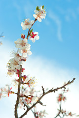 Blossoming branches of a tree