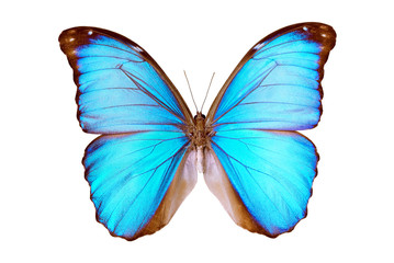 Obraz na płótnie Canvas Motyl - Morpho Menelaos Terrestris