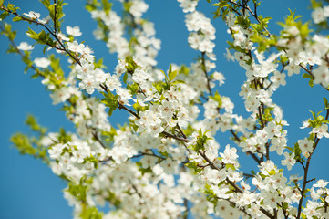Blossoming branches of a tree