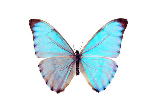 Butterfly - Morpho Aurora