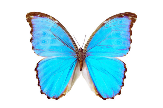 Butterfly - Morpho Didius