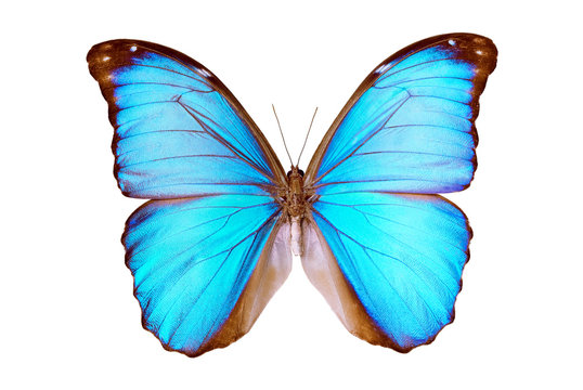 Butterfly - Morpho Menelaus Terrestris
